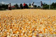 Target produksi jagung nasional 2020