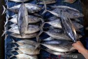 Harga ikan turun di Makassar