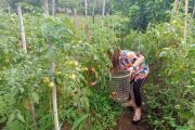 Sentrum Agraris Lotta Bantu Pengembangan Komoditas Pangan