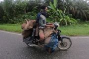 ORANG RIMBA MEMBAWA HASIL BURUAN