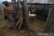 Budidaya domba khas Palu