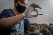 Pengobatan dan donor darah kucing