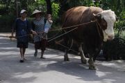 Peternak sapi