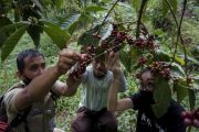 Edukasi kepada petani kopi