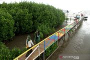 Ekowisata Mangrove Lantebung mulai dibuka