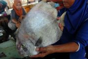 Harga ikan laut naik