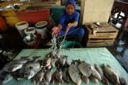 Harga ikan laut naik