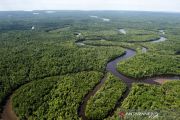 Forestry sector to contribute 60 pct to Indonesia's emissions cut