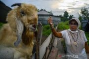 Peternak beralih ke kambing Etawa