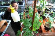 Ekspor Tanaman Hias Meningkat Selama Pandemi