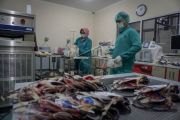 Donor plasma darah