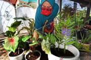 Hobi Merawat Tanaman Hias Saat Pandemi