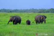 Gajah Sumatra Taman Nasional Way Kambas