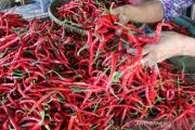 Harga Cabe Merah Di Dumai Naik