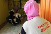 Aksi peduli kucing liar