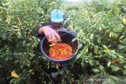 Harga Cabai Turun