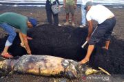 Bangkai Dugong di Dumai