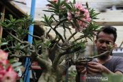 PENJUALAN BONSAI ADENIUM
