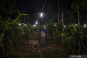 Foto Cerita : Menerangi Perkebunan Buah Naga