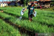 Harga Bawang Merah Turun
