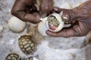 Melihat Penangkaran Kura-Kura Asal Afrika di palembang