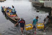 Tangkapan Nelayan Stabil