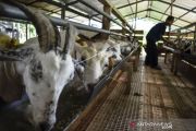 Produksi Susu Perah Kambing Sapera