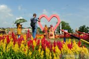 Wisata taman bunga celosia di Palembang