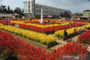 Wisata taman bunga celosia di Palembang