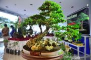 Pameran Bonsai Di Kudus