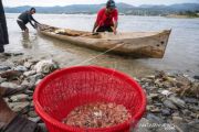 Tangkapan Udang Melimpah
