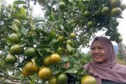 Agrowisata Petik Jeruk Sumbar