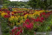Wisata taman bunga di Sigi