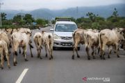 Ketersediaan daging sapi nasional