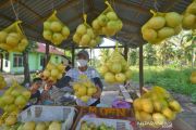 Panen Lemon Organik