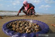 Mencari Kerang Di Pantai