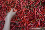 Harga Cabai Merah Turun  Di Padang