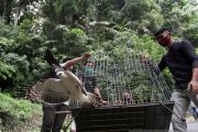 BKSDA Agam Lepaslkan Elang Brontok Dan kukang