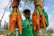 Panen Wortel Di Gunung Sindoro