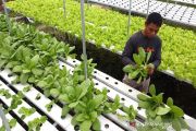 BUDIDAYA SAYUR HIDROPONIK