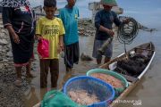 Musim Tangkap Udang Kecil di Palu