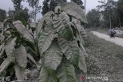 Abu Vulkanik Gunung Merapi