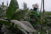 Abu vulkanik Gunung Merapi