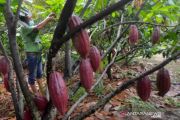 Luas Lahan Kakao Berkurang Di Sumbar