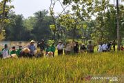 Pemkab Kulon Progo cetak sawah 9,5 ha guna perkuat ketahanan pangan