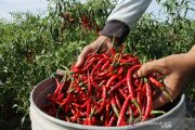 Harga jual cabai keriting di tingkat petani rendah