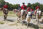 Kirab sapi tunggang