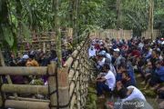 Tradisi Meralawu Di Ciamis