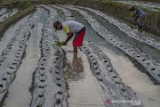 Petani Beralih Tanam Cabai Rawit