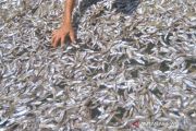 Pengolahan Ikan Bilih Di Solok